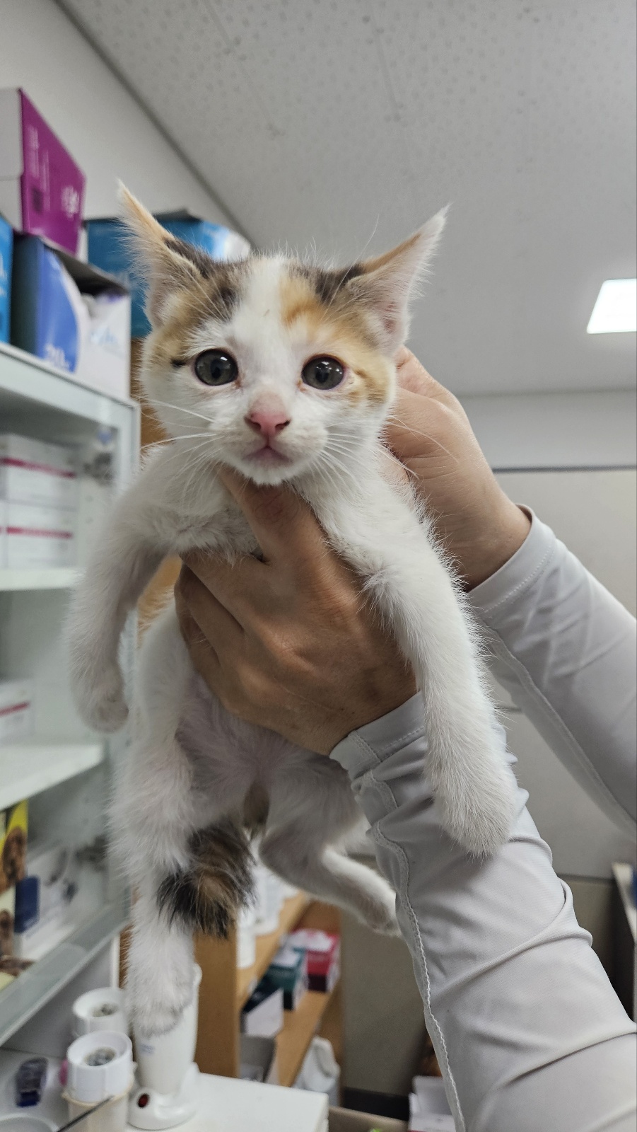 [고양이] 한국 고양이 충북-청주-2025-00466 유기동물 배경 이미지 입니다.
